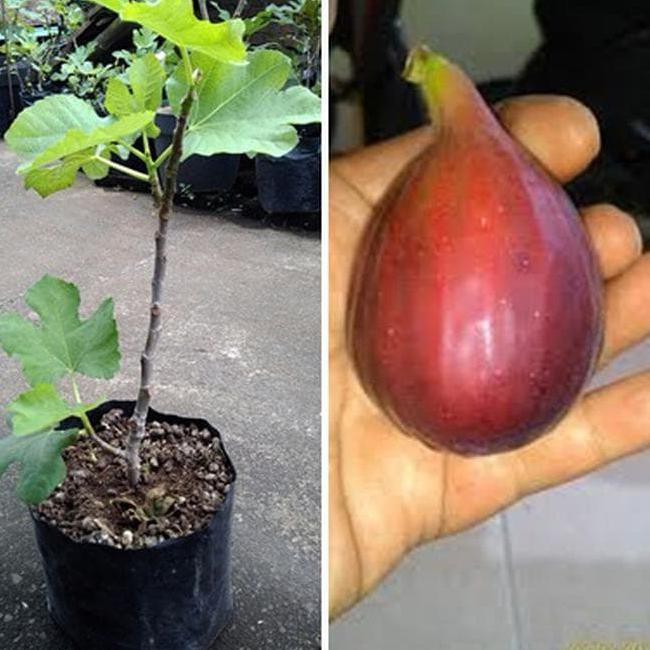 TERBAIK Terlaris Khurtmani Fig Bibit Pohon Tin Red Palestine Buah Tin Bibit TERMURAH