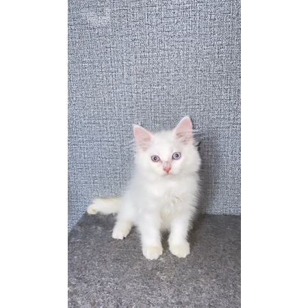 kitten persia mix maincoon