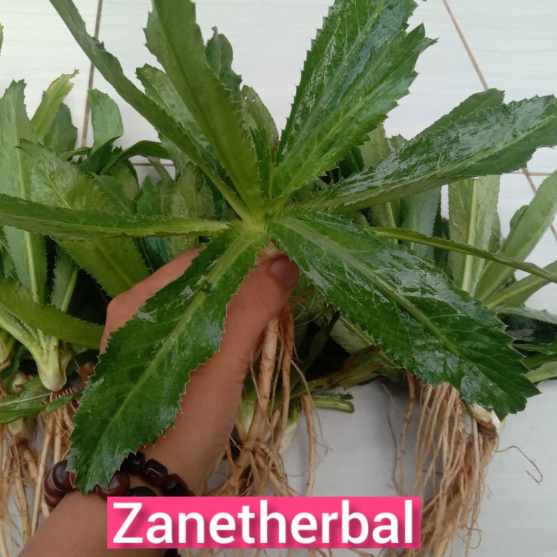 

Walang sangit segar langsung petik 500 gram-az