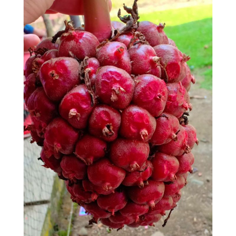 

buah honje