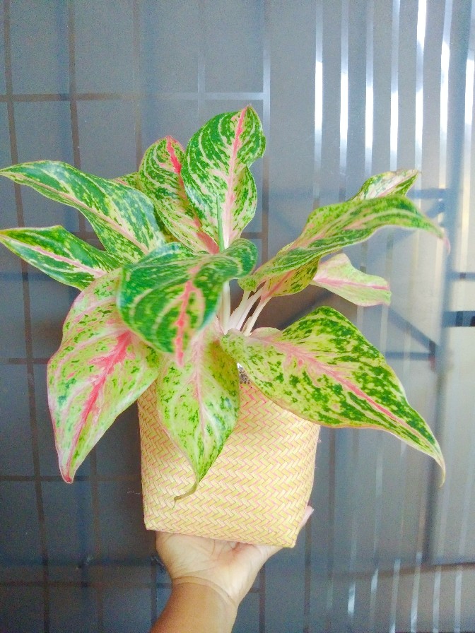 Keranjang Anyaman Purun D20cm