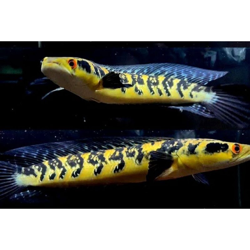 chana yellow sentarum jumbo size12-14