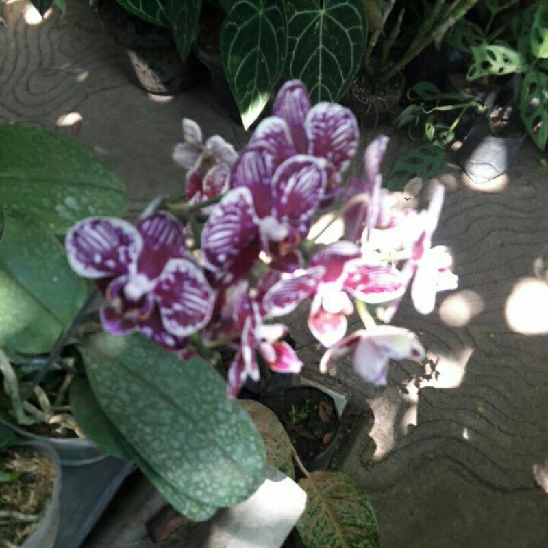 anggrek bulan taiwan mini