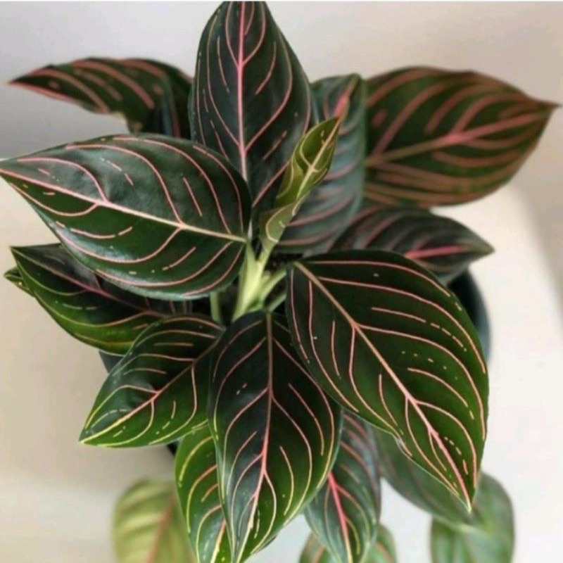 Aglonema Rotundum Tiger Tanaman Hias Aglonema Rotundum Tiger