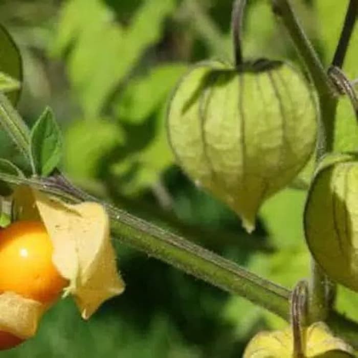 

Buah Ciplukan Segar Matang Siap Kosumsi isi 100gram - Ciplukan Murah