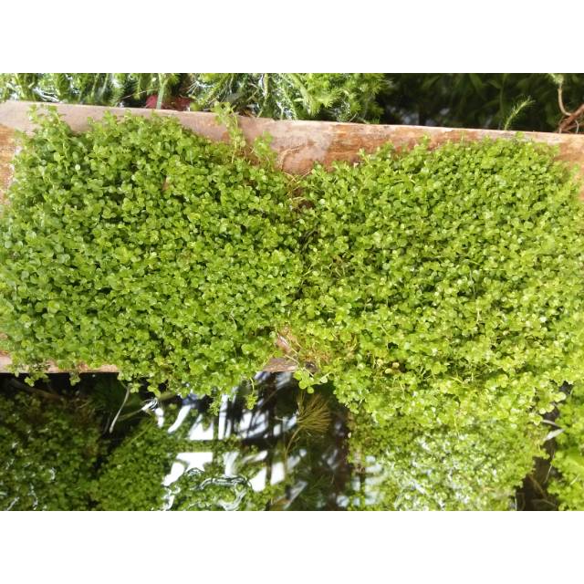 Monte carlo tanaman carpet aquascape