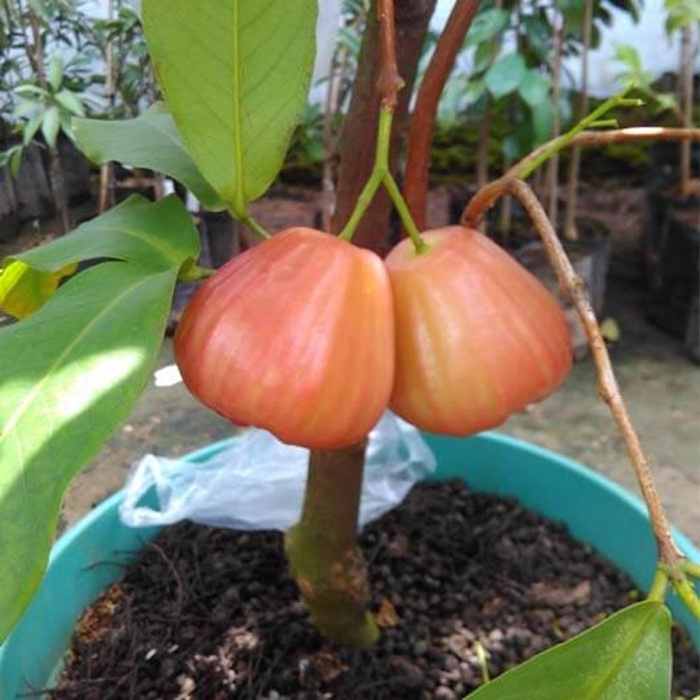 Bibit Tanaman Buah JAMBU AIR KING ROSE Premium