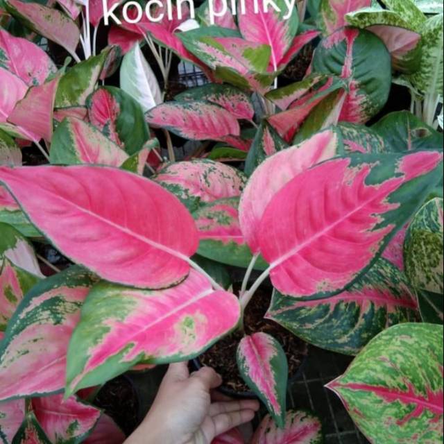 Aglonema kochin pink