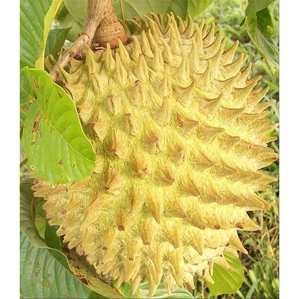 Bibit Srikaya Biriba/ Bibit Tanaman Srikaya Nanas/Srikaya Nanas Unik