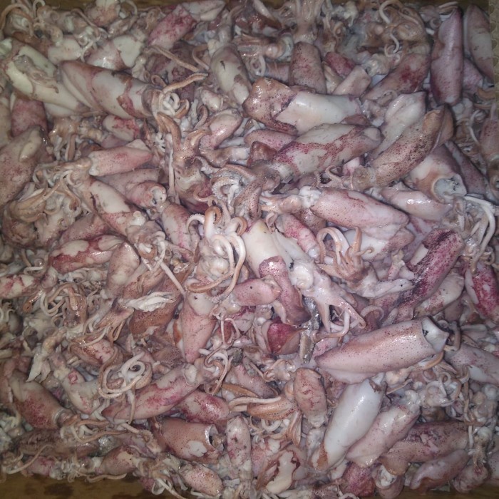 

cumi sotong/sotong 10 kg beku khusus ojek only