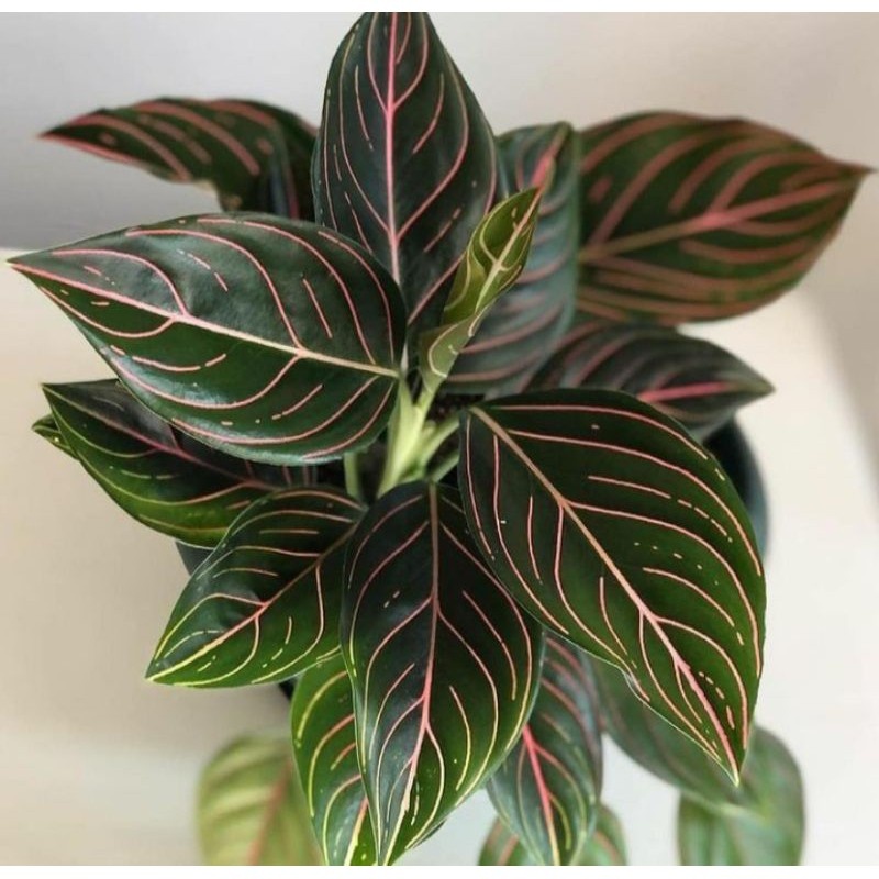 Aglonema rotundum tiger. rotundum tiger. aglonema rotundum
