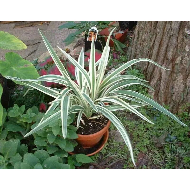 Tanaman Hias Airis Bandung