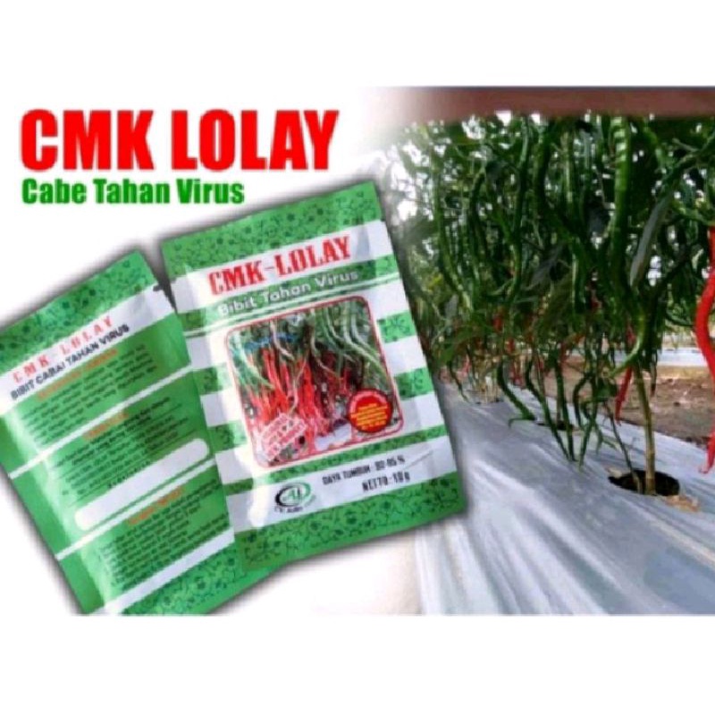 CMK Lolay Benih Cabe Kriting Tahan Virus