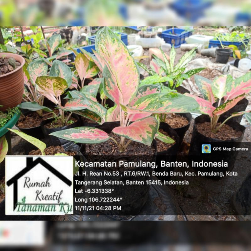 Tanaman hias Aglaonema kochin red./Aglaonema kochin red Murah/kochin murah