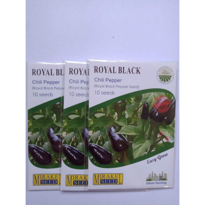 BIJI CABAI ROYAL BLACK CHILLI PAPER 10 SEED