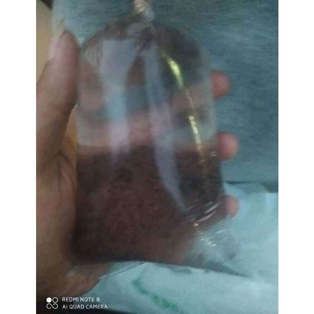 cacing Sutra pakan ikan cupang ikan hias