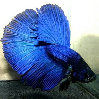 1010+ Gambar Ikan Cupang Warna Biru Terbaik