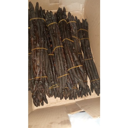 

Cacing Sonari Obat Herbal mengobati Tipus,Demam,Melancarkan Darah Ukuran Kecil
