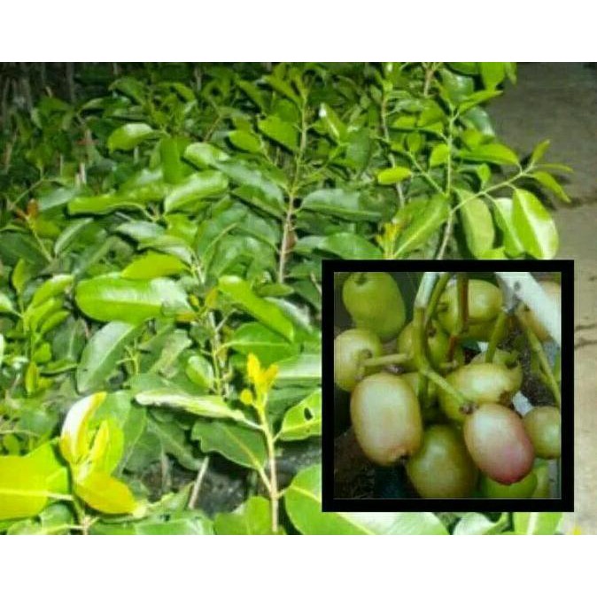 Diskon Bibit Tanaman Buah Jamblang Atau Juwet Putih @_@