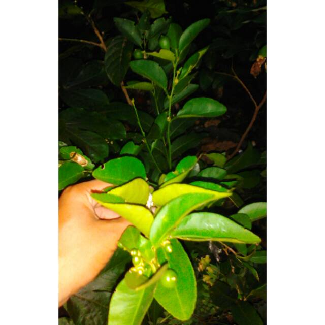 Bibit Jeruk Nipis Okulasi Konco Tani  Bibit Jeruk Nipis Berbuah