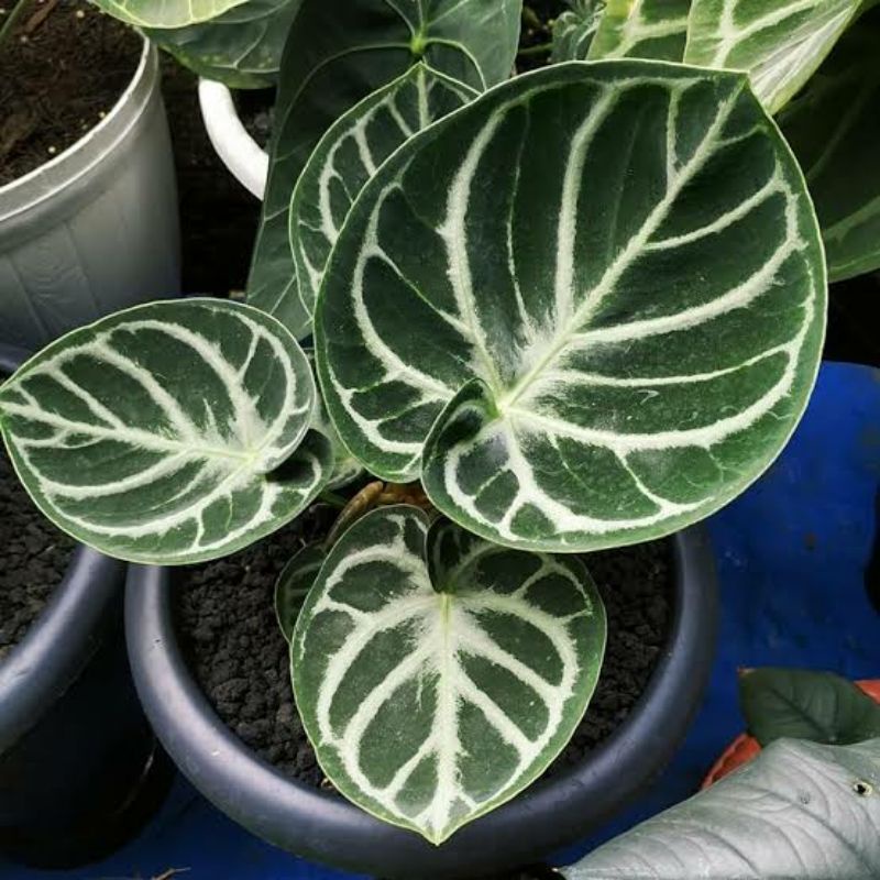 Anakan Ori Biji Dorayaki Silver Kuping Gajah Anturium