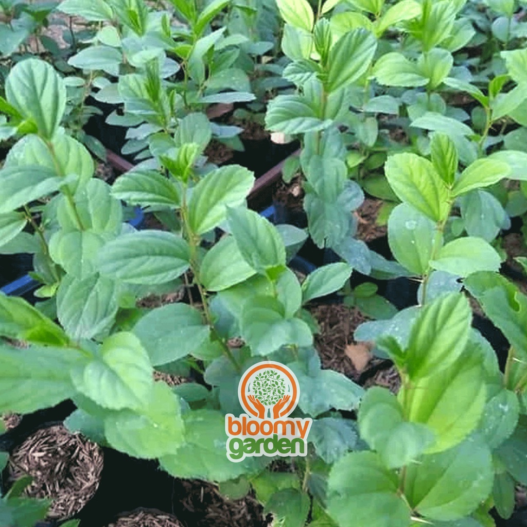 TANAMAN DAUN BIDARA ARAB
