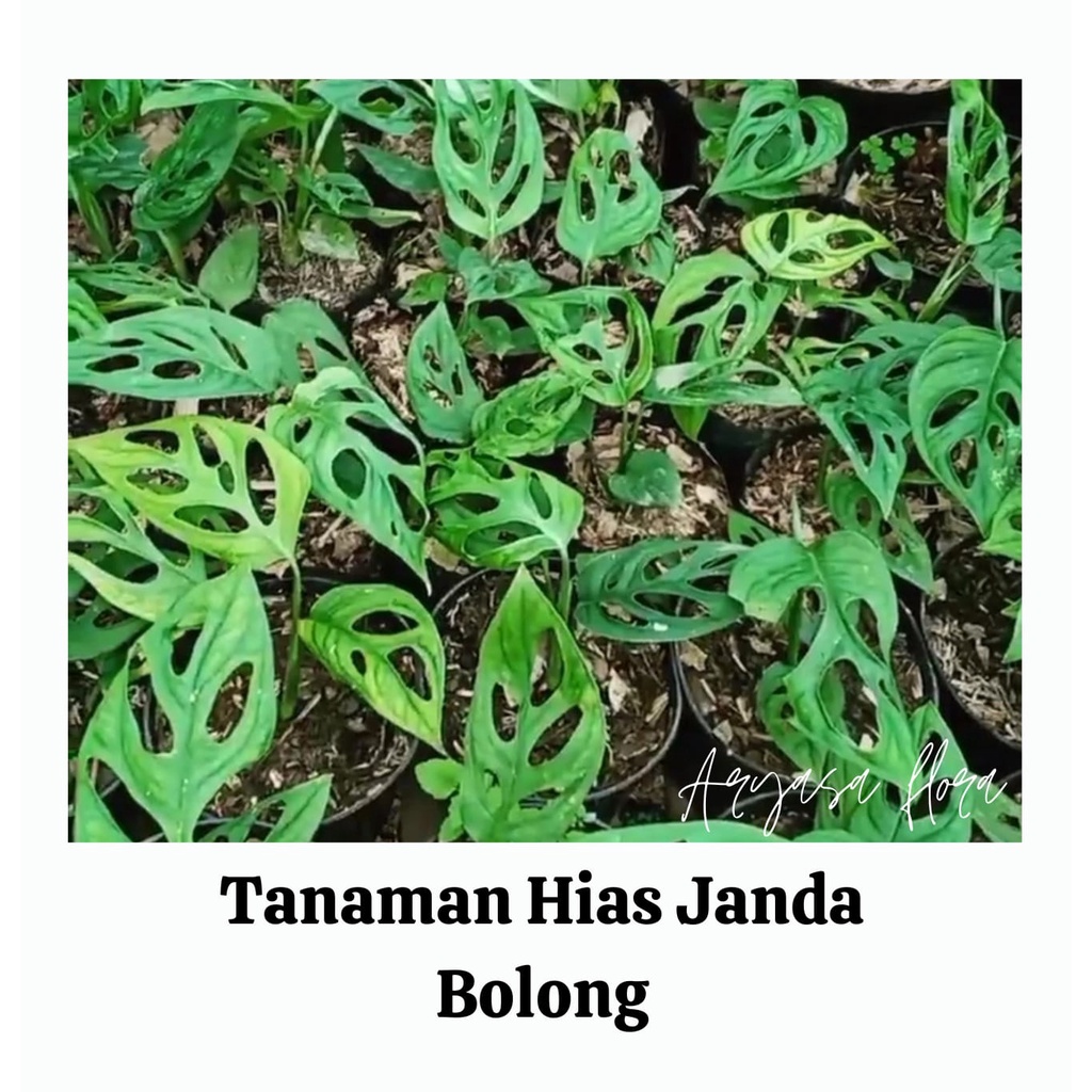 Bibit Janda Bolong/Tanaman Janda Bolong
