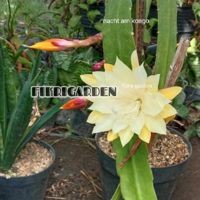 PROMO Wijaya kusuma bunga yelow / bibit wijaya kusuma kuning