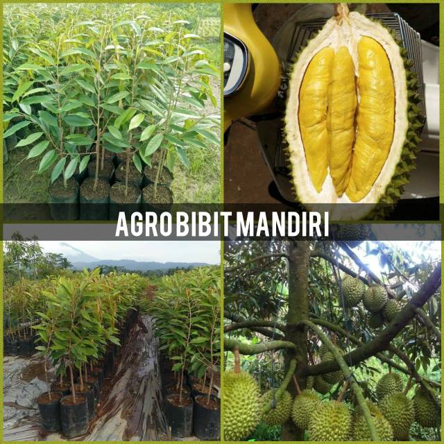 Bibit durian musang king super