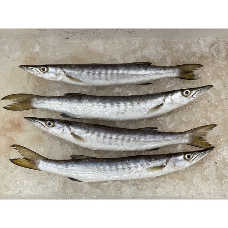 

ikan barakuda / alu-alu frozen / fresh