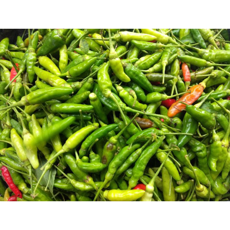 

Cengek Gunung/ Cabai Rawit kampung 250gr Fresh