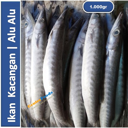 

Ikan Kacangan Fresh | Ikan Alu Alu [ Harga Per KG ]