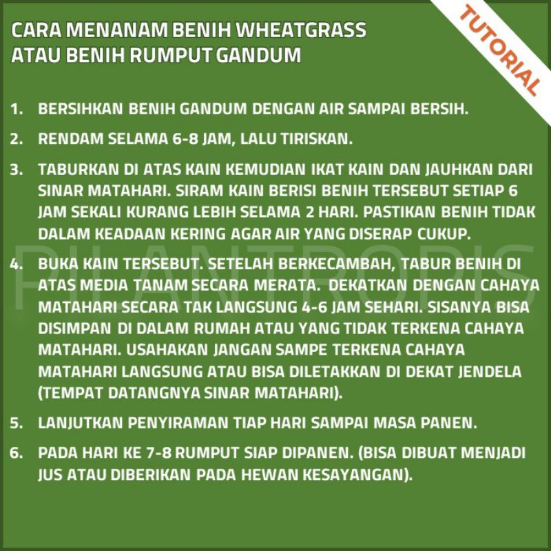 BENIH GANDUM 100 GRAM BIBIT RUMPUT GANDUM RUMPUT KUCING WHEAT GRASS SEED