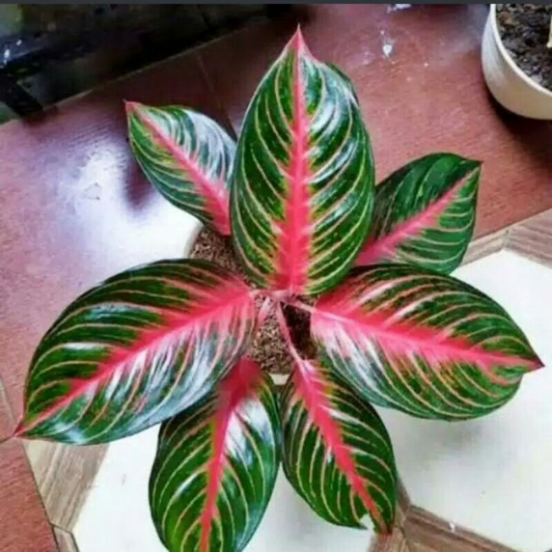 Promo Bibit bonggol Aglonema Red Borju