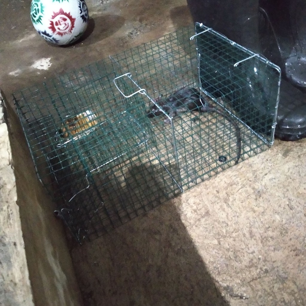 kotak jaring Jebakan Perangkap kandang Tikus masal Mouse Trap sedang dramashop