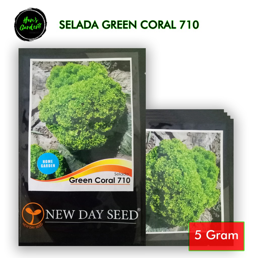 Selada kriting green coral new day seed