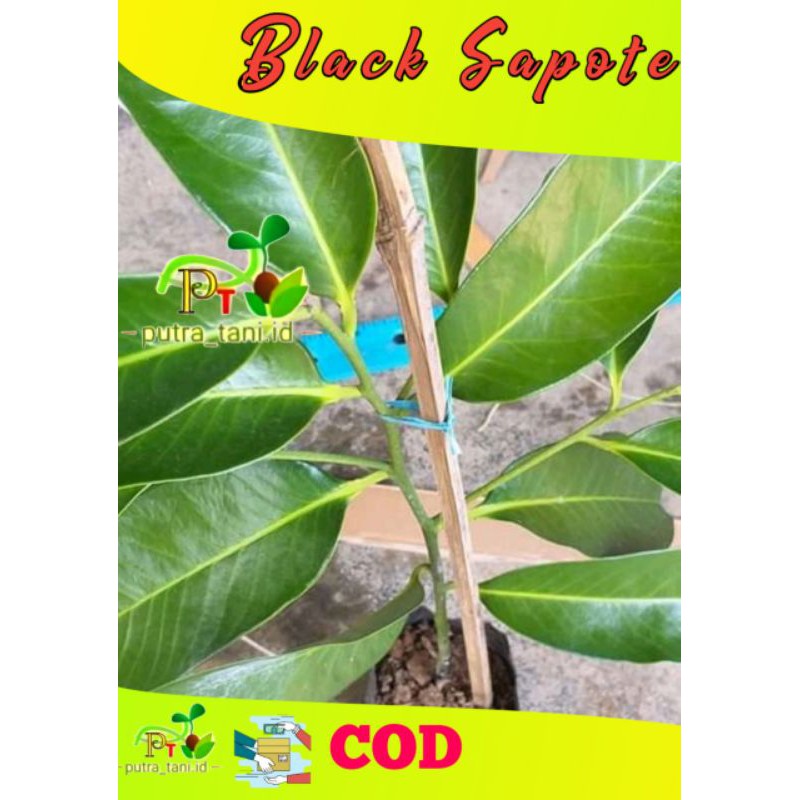 Black Sapote