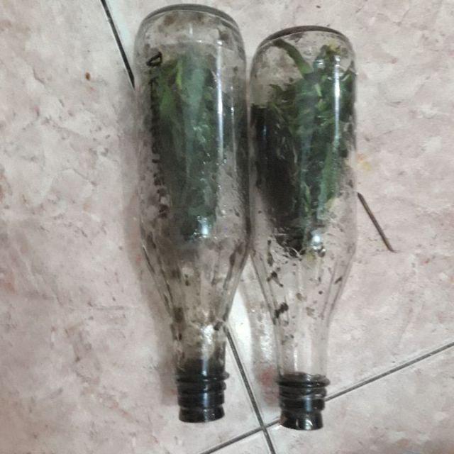 Anggrek Botol Dendrobium Melintir Hybrid