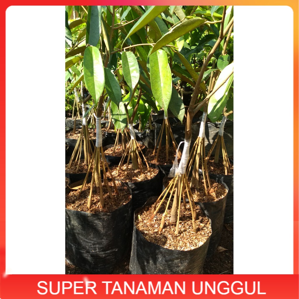 Bibit tanaman buah durian musangking kaki 10..