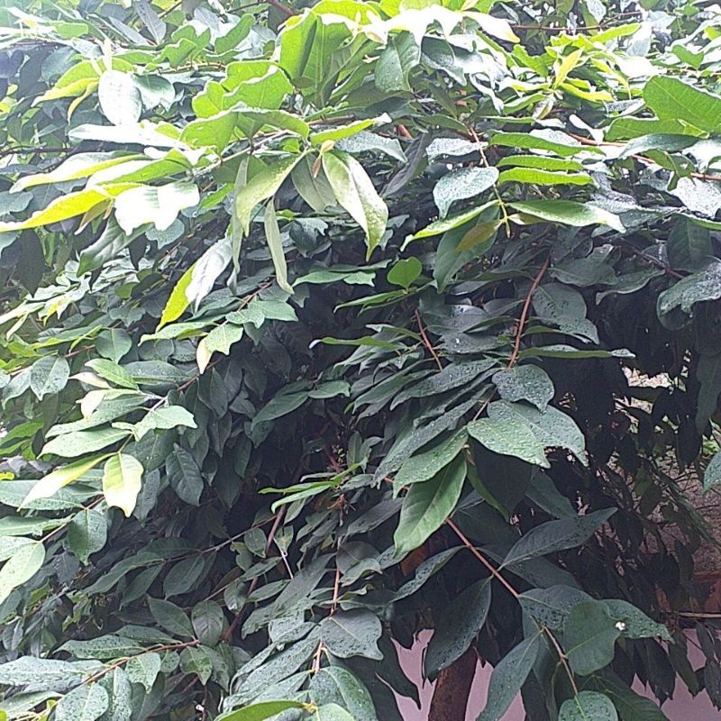 

Daun Salam segar (isi 20 lembar)