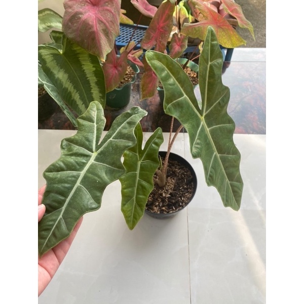 alocasia sanderiana