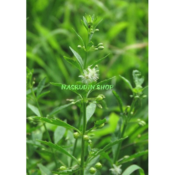 

DAUN SAPU MANIS SEGAR | GRINJE MENIR | GRINJE JEPUN | JAKA TUA | TANAMAN UTUH OBAT DIABETES