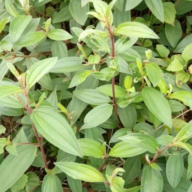 

Daun senggani atau harendong bokor per 1 kg