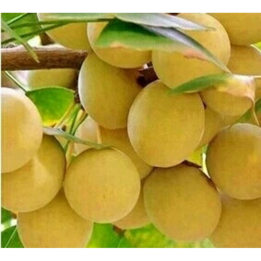 2 biji benih kacang ginkgo biloba kacang import