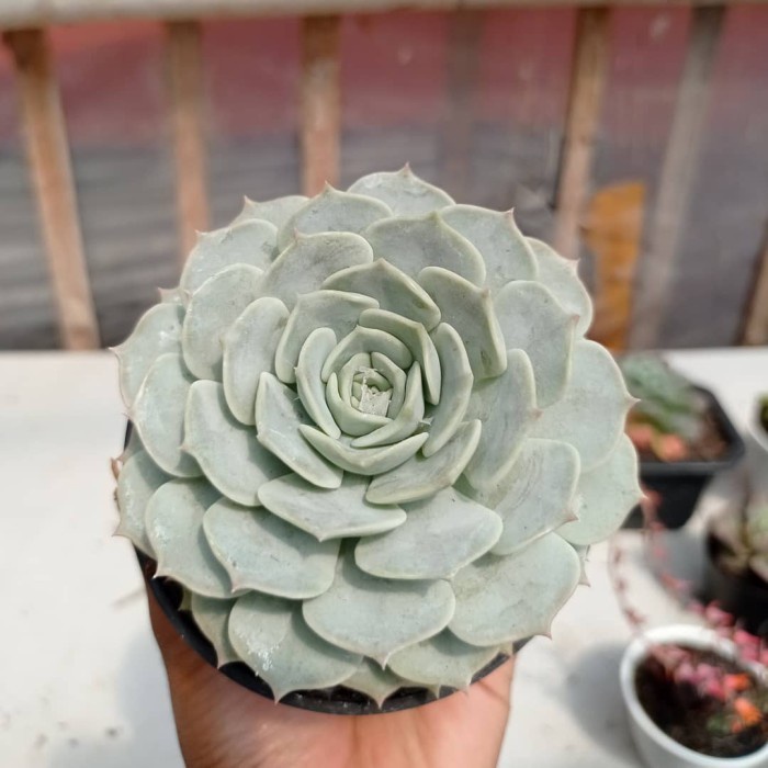 echeveria lola KAKTUS SUKULEN|TANAMAN HIAS