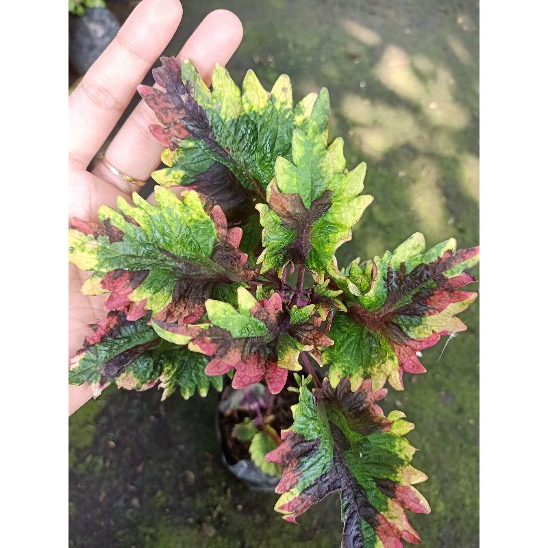 Miana rainbow premium