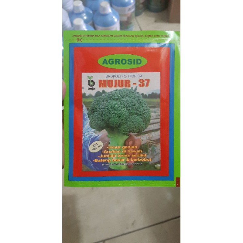 benih brokoli MUJUR Bejo Agrosid