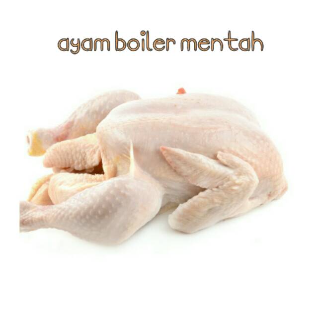 

Ayam boiler mentah