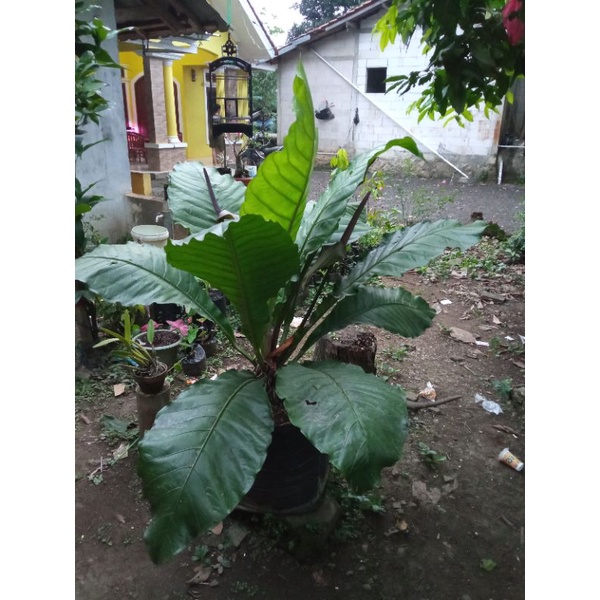 anthurium hookeri indukan