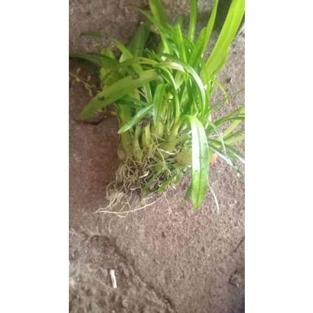 Anggrek hutan liar murah per bonjor